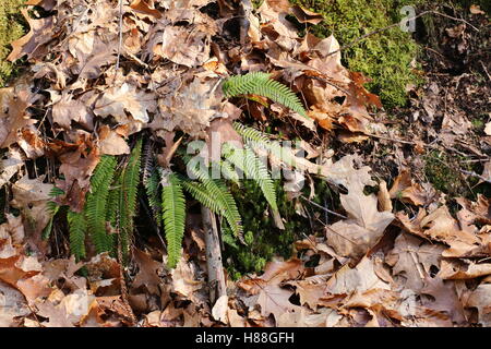 Hard-(felce Blechnum spicant) impianto sotto il fogliame secco. Foto Stock