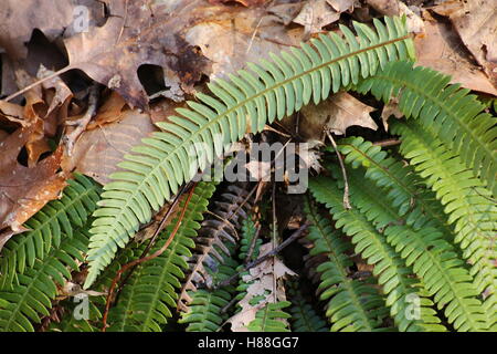 Hard-(felce Blechnum spicant) impianto sotto il fogliame secco. Foto Stock