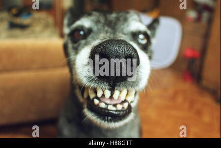 Pastore grigio sorride in casa Foto Stock