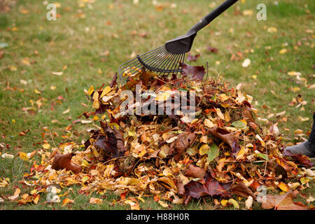 Foglie di autunno essendo inclinato in una pila. La figura mostra un leggero movimento del rastrello e alcune foglie Foto Stock