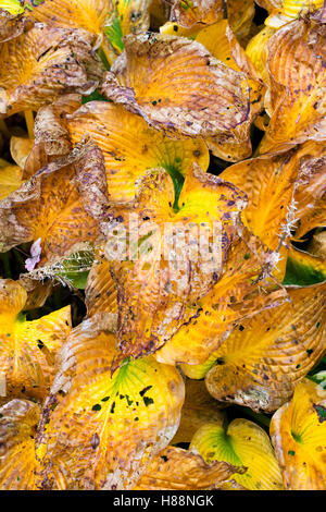 Decadendo hosta le foglie in autunno Foto Stock