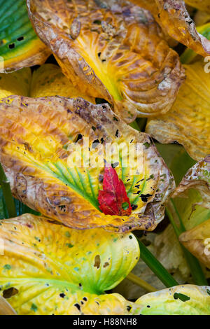 Decadendo hosta le foglie in autunno Foto Stock