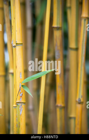 Phyllostachys Aureosulcata Spectabilis. Il verde di bambù di codici a barre Foto Stock