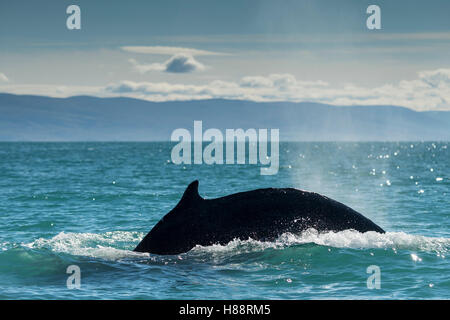 Immersioni subacquee, Humpback Whale (Megaptera novaeangliae), Eyjafjörður, Islanda Foto Stock