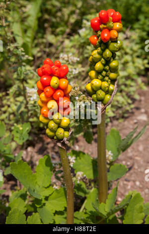 Arum italiano o signori italiani-e-ladies (Arum italicum), infructescence, Foresta Nera, Baden-Württemberg, Germania Foto Stock