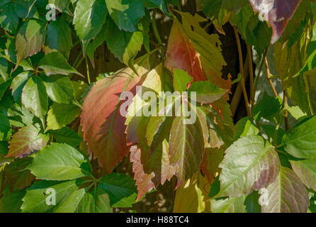 Vista da vicino il superriduttore uva (Virginia superriduttore) fogliame verde che è in fase di avvio la colorazione in colori autunnali. Foto Stock