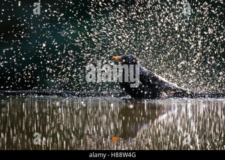 Merlo (Turdus merula) balneazione, spruzzi d'acqua, Kiskunság National Park, Ungheria Foto Stock
