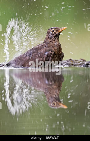 Merlo (Turdus merula) balneazione, spruzzi d'acqua, Kiskunság National Park, Ungheria Foto Stock