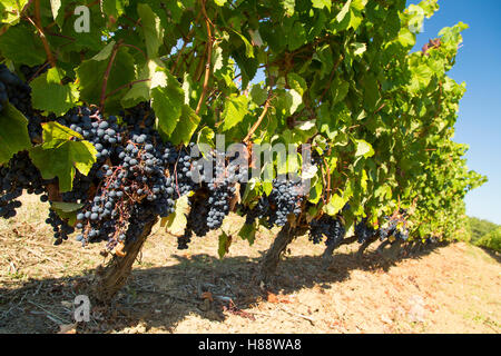 Fila di Malbec uva sulla vite a Saint Emilion pronto per vendange blue sky maturo per il prelievo a vendemmia Foto Stock