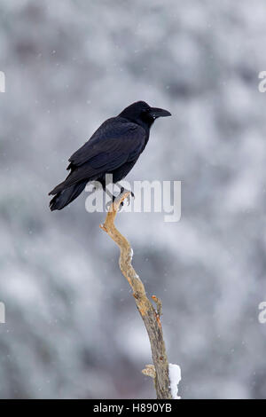 Comune di raven / nord del Corvo imperiale Corvus corax arroccato nella struttura ad albero durante la caduta di neve in inverno Foto Stock