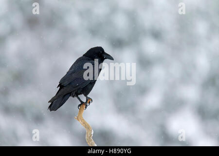 Comune di raven / nord del Corvo imperiale Corvus corax arroccato nella struttura ad albero durante la caduta di neve in inverno Foto Stock