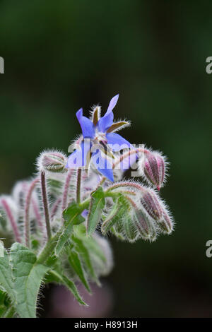 Fiore di borragine borragine officinalis laso noto come starflower Foto Stock