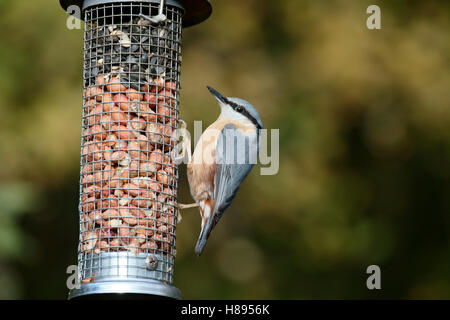 Picchio muratore, Sitta europaea , singolo uccello su alimentatore, Warwickshire, Novembre 2016 Foto Stock