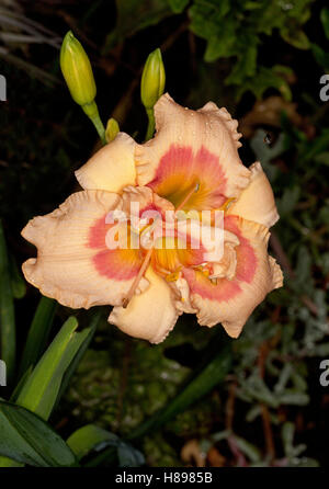 Spettacolare e insolito albicocca & arancione scuro semi-doppio fiore con frilly petali di daylily '42nd street' su sfondo scuro Foto Stock