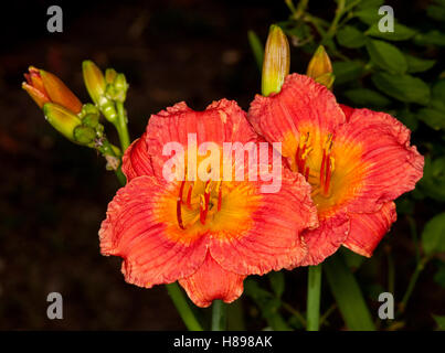 Due spettacolari vivace profondo arancione/rosso dei fiori con leggera gola arancione e gemme di daylily "Bangkok Belle' su sfondo nero Foto Stock