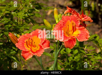 Cluster di vivace profondo arancione/rosso dei fiori con leggera gola arancione e gemme di daylily "Bangkok Belle' contro il fogliame verde Foto Stock