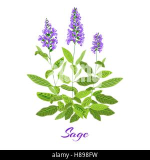 Fioritura salvia. Erba salvia. Fiori viola. Illustrazione Vettoriale eps10 Illustrazione Vettoriale