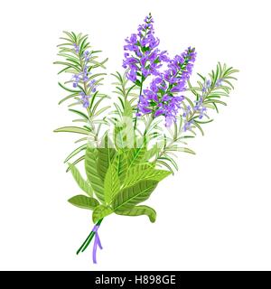 Mazzetto di fioritura la salvia e il rosmarino. Illustrazione Vettoriale Illustrazione Vettoriale