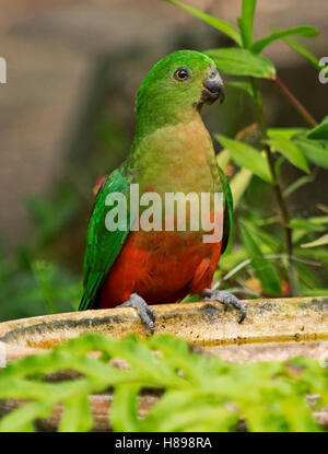 Il rosso e il verde teenager re maschio pappagallo, Alisterus scapularis al bagno di uccelli tra la vegetazione di smeraldo in Australian giardino sub-tropicale Foto Stock