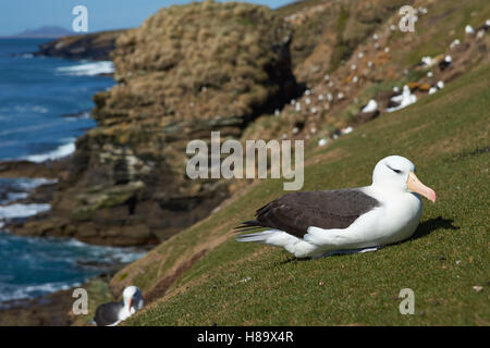 Nero-browed Albatross (Thalassarche melanophrys) Foto Stock