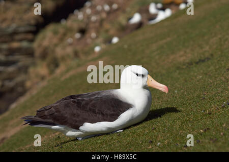 Nero-browed Albatross (Thalassarche melanophrys) Foto Stock