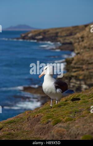 Nero-browed Albatross (Thalassarche melanophrys) Foto Stock