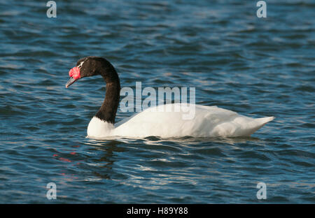 Nero a collo di cigno (Cygnus melancoryphus), selvaggi. Puerto Natales, Patagonia cilena Foto Stock