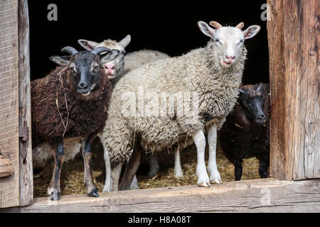 Gli animali domestici delle specie ovina in un granaio di pecora, Ontario, Canada. Foto Stock