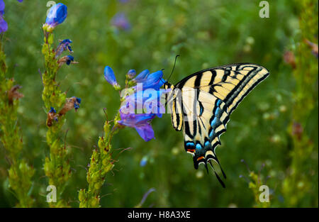 Coda forcuta farfalla sul fiore Foto Stock