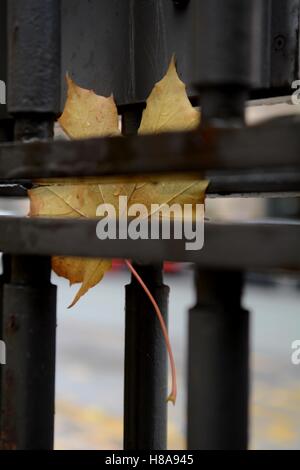 Leaf catturati nelle ringhiere Foto Stock