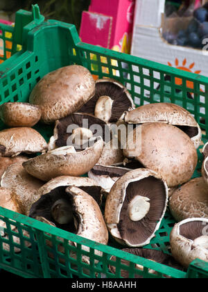 Portobello, portabella "Cappellone', grande cappello di funghi in un cestello ad un mercato a Dublino, Irlanda, Europa Foto Stock