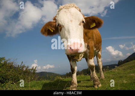 Vacca da latte che pascolano nella Nationalpark Kalkalpen Alpi calcaree del Parco Nazionale, Austria superiore, Austria, Europa Foto Stock
