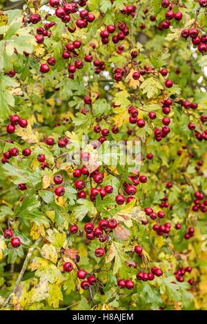 Frutti di bosco su un albero di biancospino (Crataegus monogyna). Inghilterra, Regno Unito Foto Stock