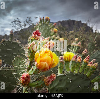 Fiori Selvatici nella superstizione deserto Foto Stock