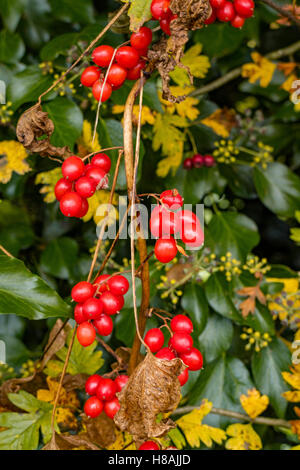 Dioscorea communis, Nero Bryony un nativo di selvatico altamente velenosi fioritura scalatore ed edera in una siepe, England, Regno Unito Foto Stock