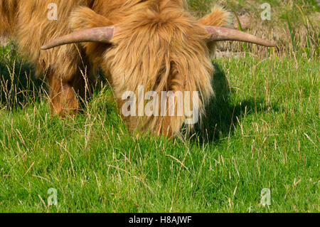 Scozia - Iona. Highland mucca. Foto Stock