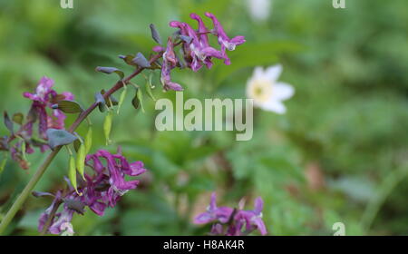 Corydalis cava, una specie di fumewort, con fiori. Foto Stock