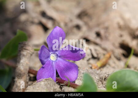 Il sempreverde bigleaf pervinca (Vinca major) con il fiore. Foto Stock