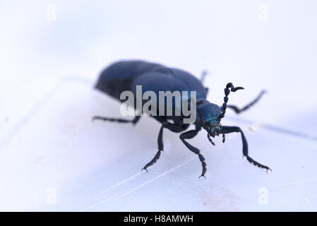 Macro dell'olio violetto beetle (Meloe tendente al violaceo). Foto Stock