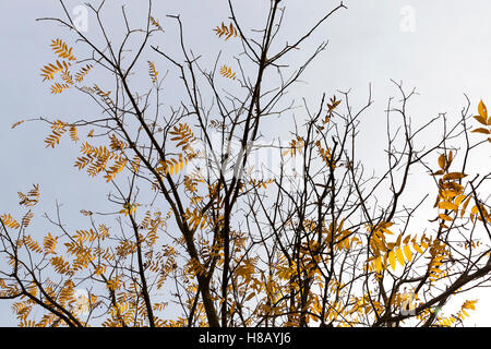 Alberi in autunno Foto Stock