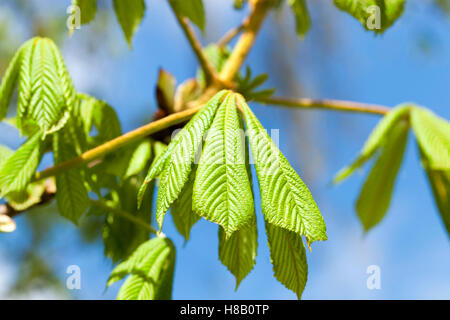 Il verde delle foglie di castagno Foto Stock