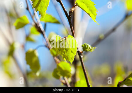 Foglie giovani di betulla Foto Stock