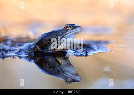 Moor Frog / Moorfosch ( Rana arvalis ), colorate in blu maschio, seduti su steli di reed in un stagno durante il suo accoppiamento stagione in primavera.