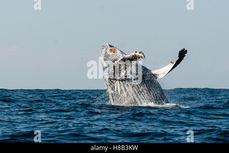 Humpback Whale violare al largo della costa orientale del Sud Africa durante la sardina eseguire stagione. Foto Stock