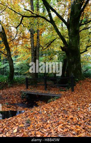 A piedi attraverso Coedwig Minwear foresta boschi Canaston Pembrokeshireion autunno Foto Stock