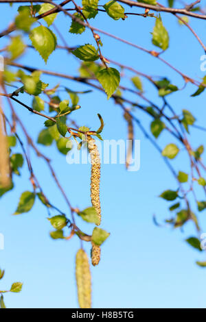 Foglie giovani di betulla Foto Stock