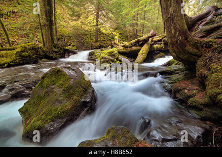 Log Jam a Panther Creek Falls in Gifford Pinchot National Forest Stato di Washington Foto Stock