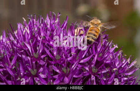 Close up di un ape miele di nettare di estrazione da un mezzo fiore viola di Allium fiore con una profondità di campo ridotta. Foto Stock