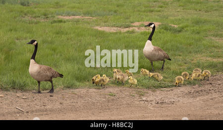 Famiglia di due oche canadesi e i loro tredici gosling camminando lungo un percorso in un prato erboso. Foto Stock