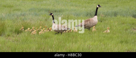 Famiglia di due oche canadesi e i loro tredici gosling camminando in un campo erboso. Foto Stock